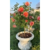 Podpora do krzewów roślin kwiatów pergola 20/40cm pojedyncza półokrągła